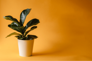 Air quality and indoor plants