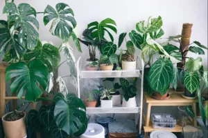 Plants and air quality