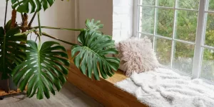 selecting indoor plants